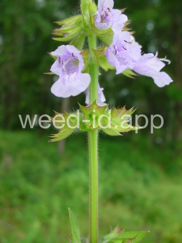 sage, lyreleaf